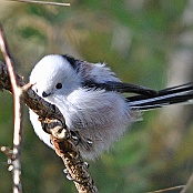 Long-tailed Tit  "Aegithalos caudatus"